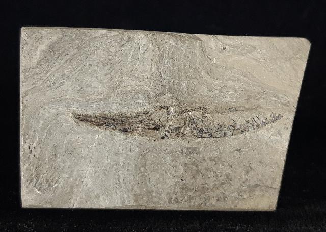 Centricus heinrichi HECKEL 1850 - Bild © FossNet FossilienStore